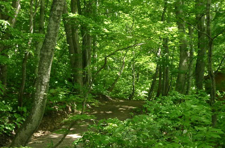白神の森遊山道
