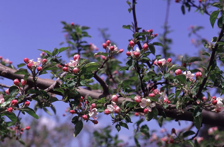 アップルロードのリンゴの花