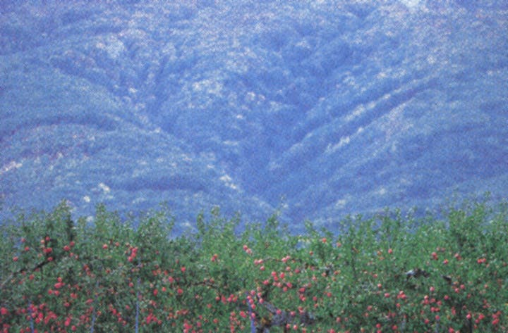 岩木山観光りんご園