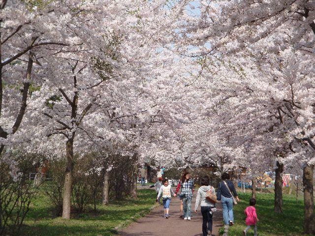 【2020年中止】鶴の舞橋桜まつり