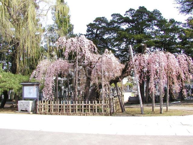 西光寺のシダレザクラ