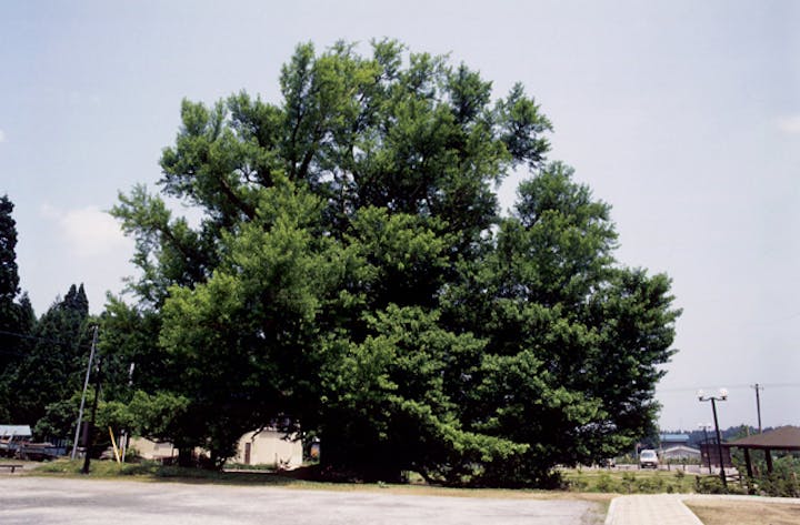 大銀南木と五庵川原