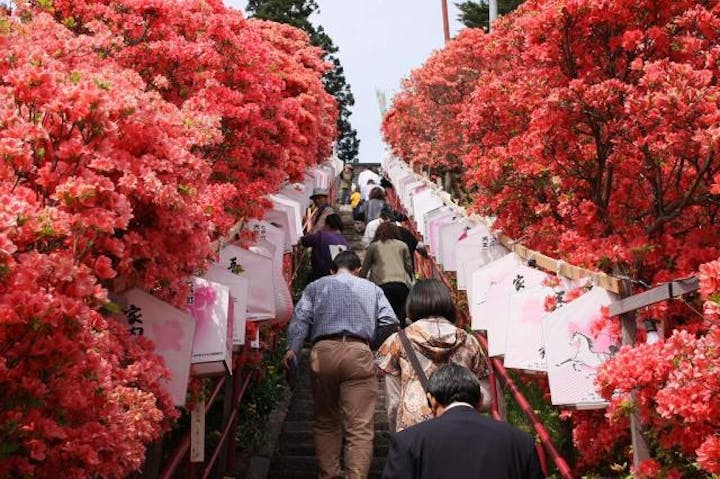 天王神社のツツジ