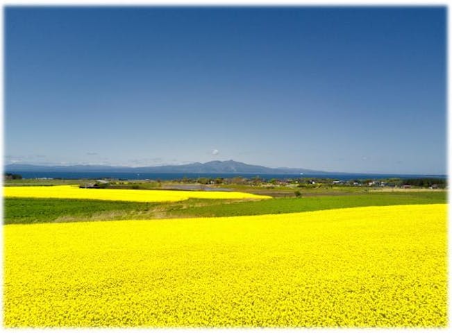 横浜町の菜の花畑