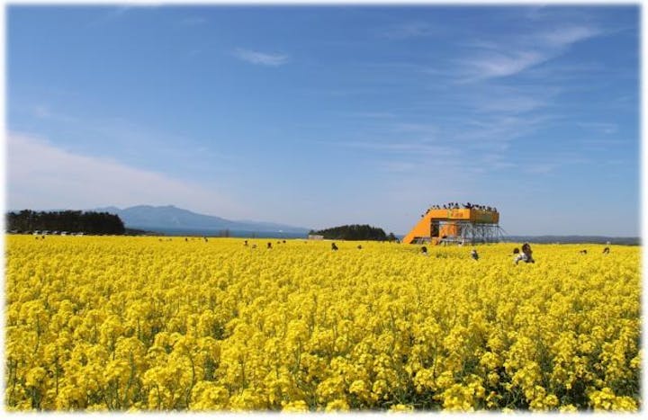 菜の花フェスティバルinよこはま
