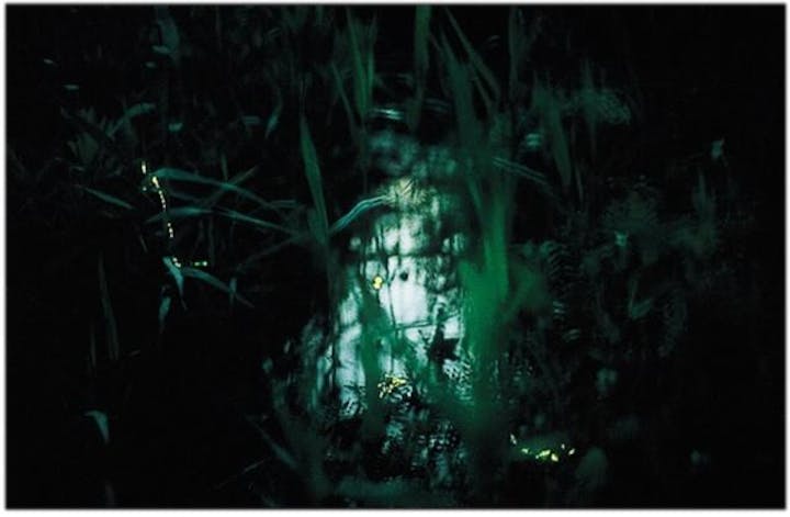 ホタル＆湧き水まつり