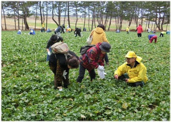日本一の菜花摘み体験inよこはま