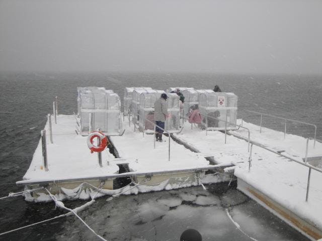 わかさぎ釣り体験