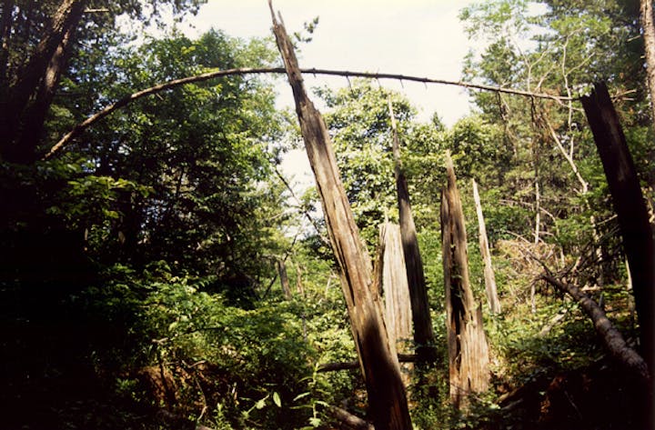 猿ヶ森ヒバ埋没林