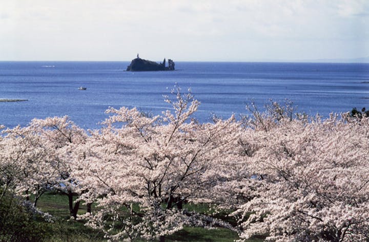 【中止】わきのさわ桜まつり