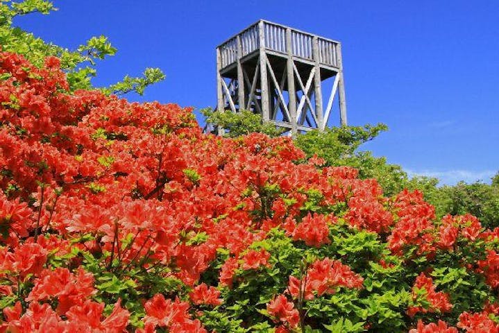 【2021年規模縮小開催】大黒森つつじまつり