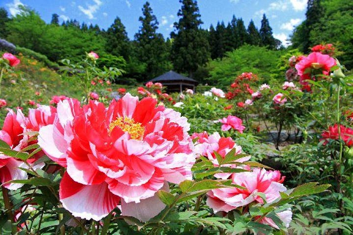 南部町ぼたんまつり