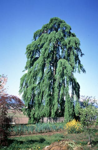 瀧源寺のシダレカツラ