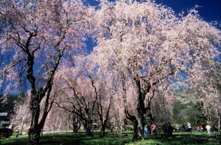 米内のしだれ桜群