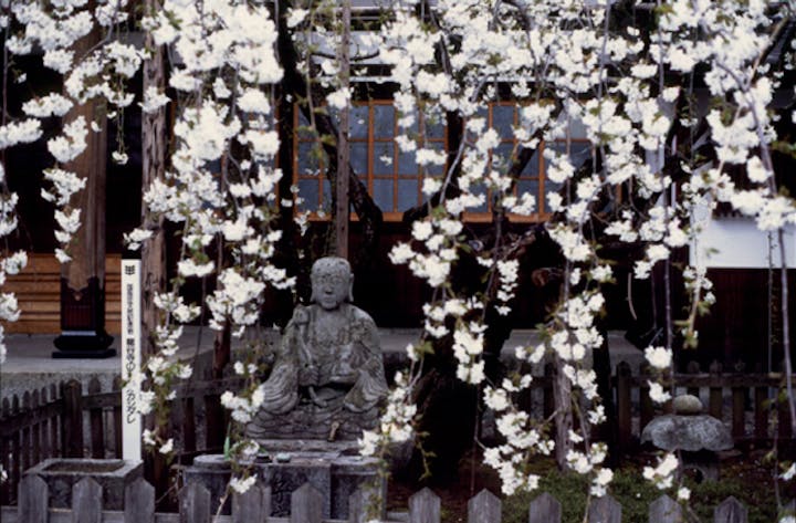 龍谷寺のモリオカシダレ