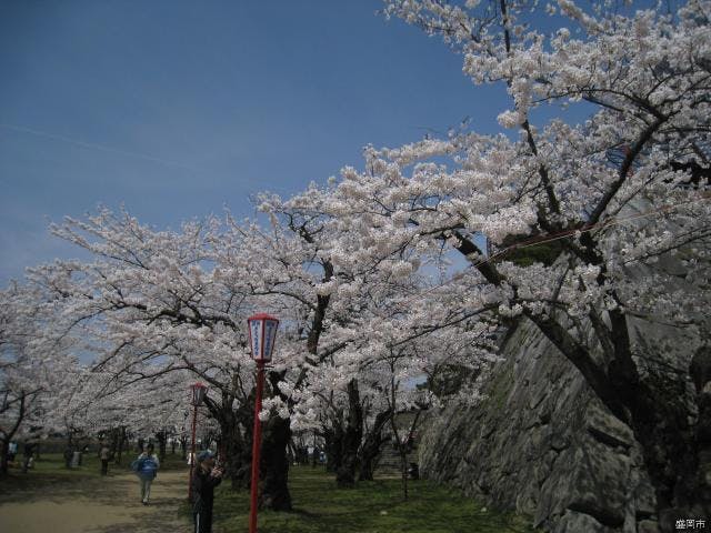 【2021年度中止】盛岡さくらまつり