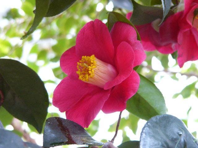 三陸大船渡つばきまつり（世界の椿館・碁石）