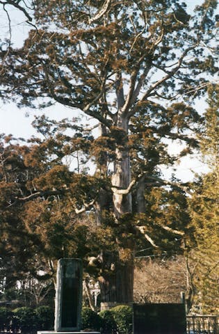 姥杉（日高神社）