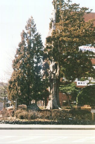 姥杉（奥州市役所本庁）