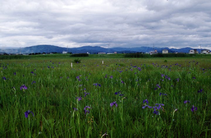 花輪堤花菖蒲群落