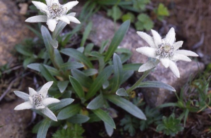早池峰山の高山植物