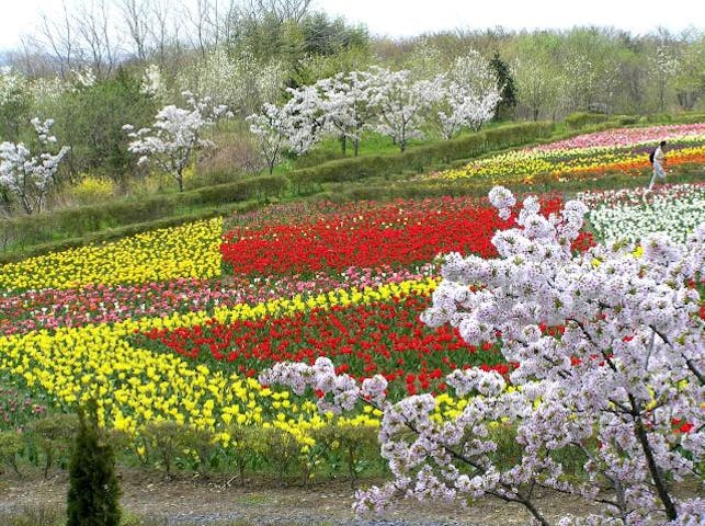 40万本のチューリップ祭り