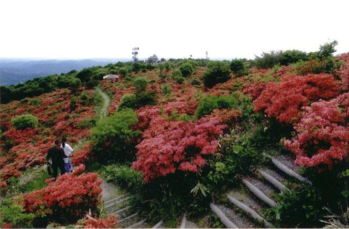 室根山のツツジ
