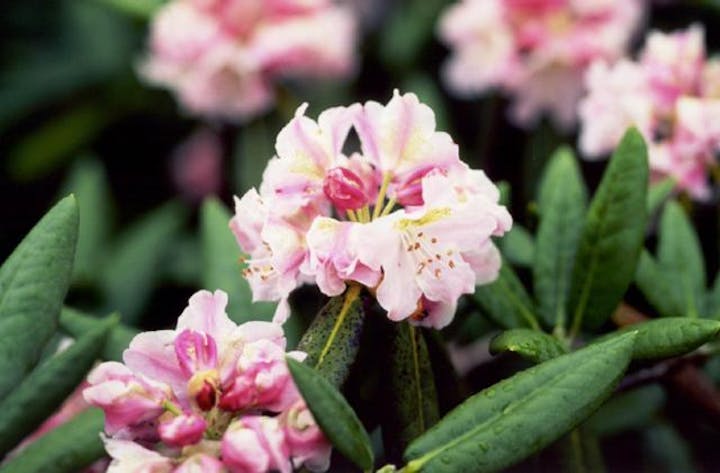 五葉山のハクサンシャクナゲ