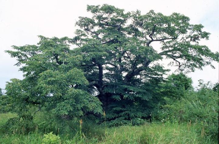 和山高原シナの木