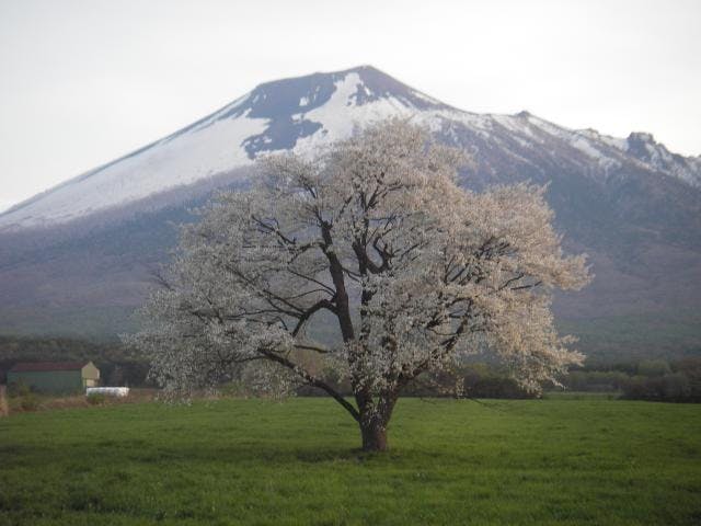 上坊牧野の一本桜