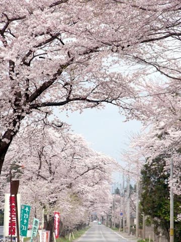 桜の回廊（国道397号線の桜並木）