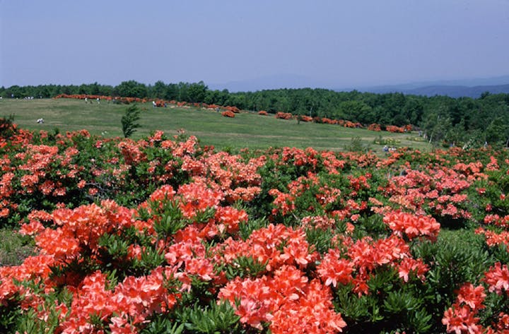平庭高原の白樺林