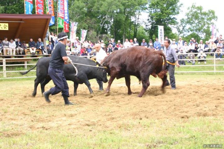 平庭高原つつじまつり（岩手県葛巻町）