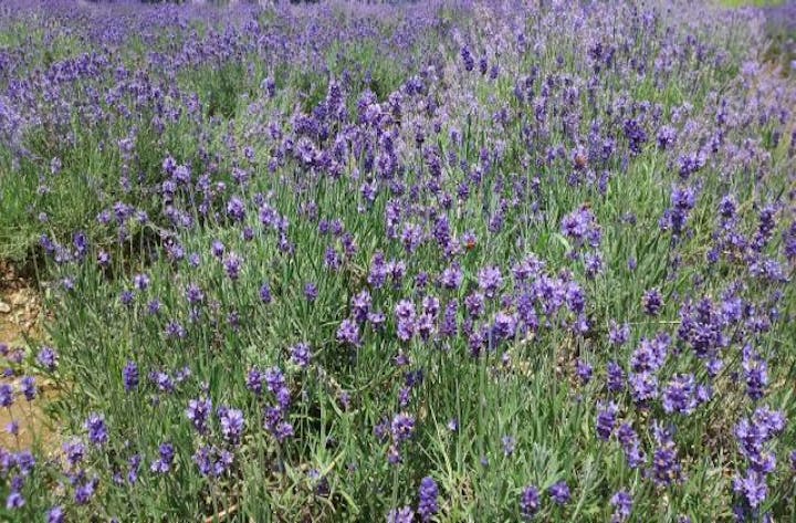 くずまき高原牧場ラベンダー園開園