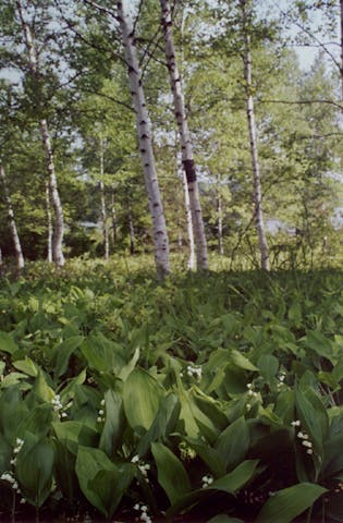 岩洞湖のスズラン