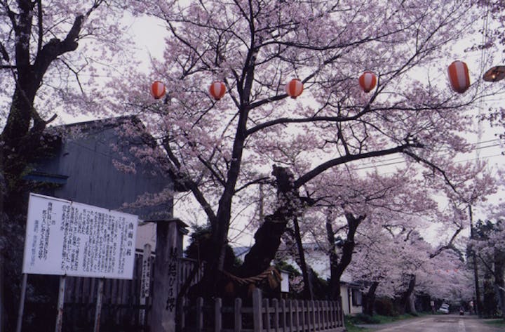 志賀理和気神社の南面の桜