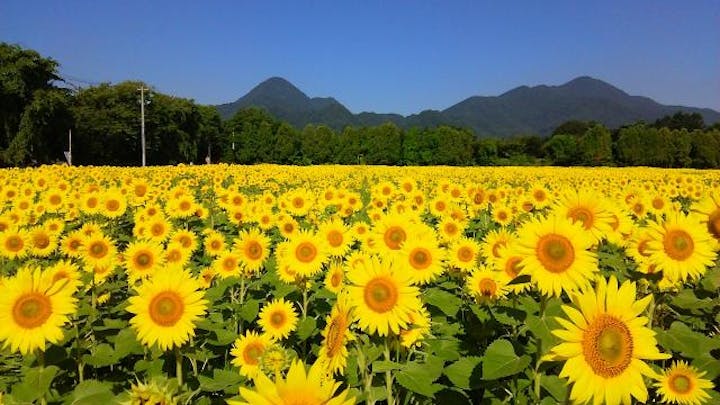 煙山ひまわりパーク