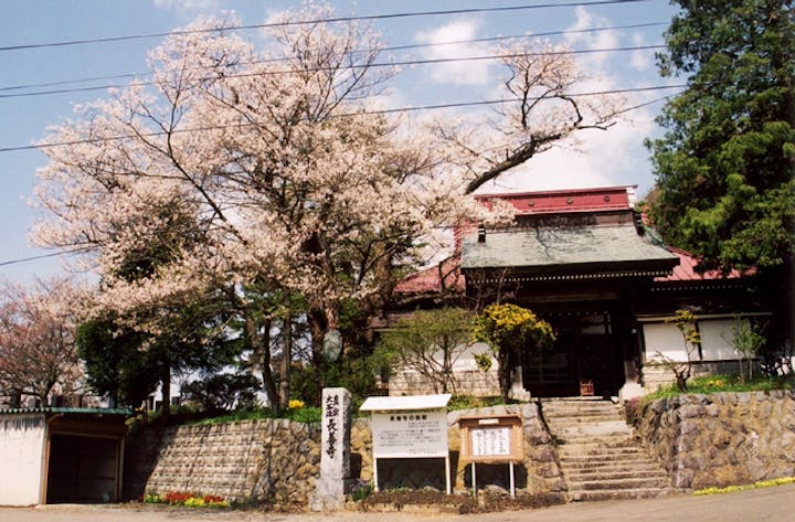 長善寺の桜