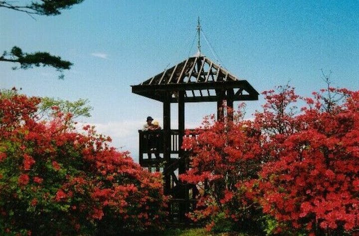 経塚山のつつじ