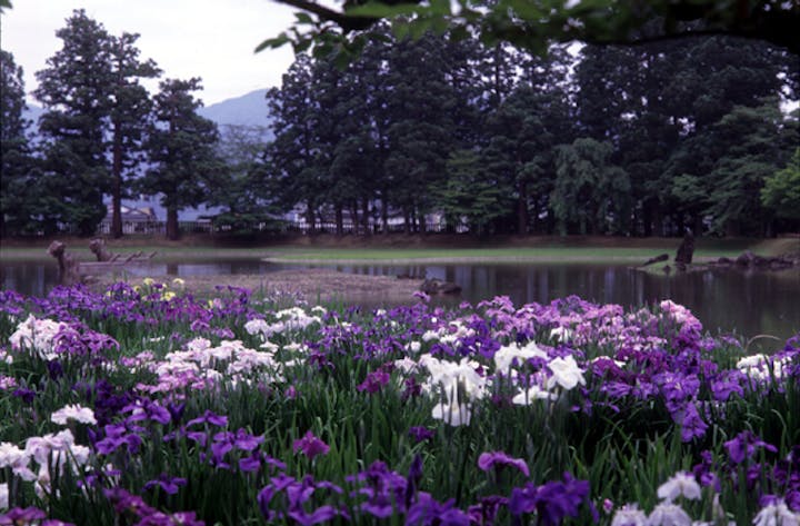 毛越寺のアヤメ