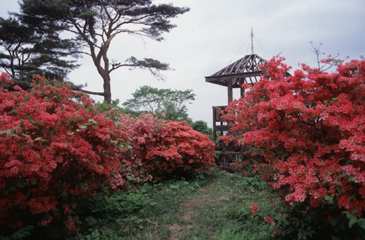 束稲山のツツジ