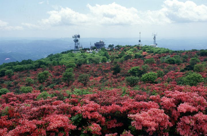 室根山つつじまつり