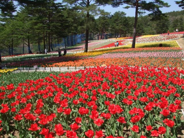 雪谷川ダムフォリストパーク・軽米チューリップ園