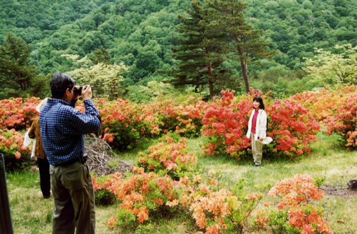 平庭高原のレンゲツツジ