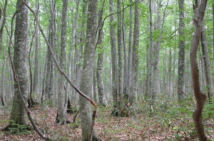 安比高原ブナ二次林