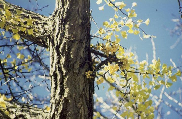 国指定天然記念物「実相寺のイチョウ」