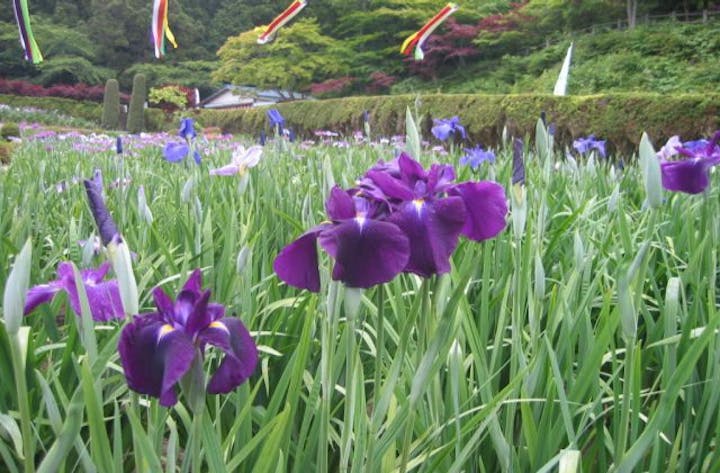 牧山あやめ祭（夏越の大祓い）