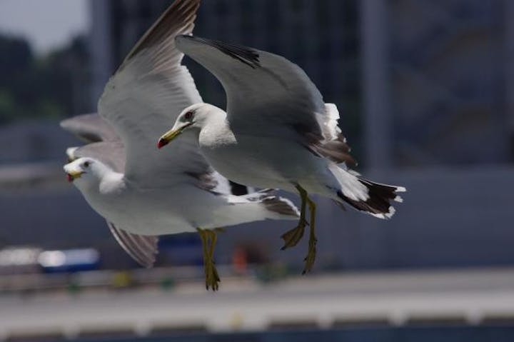 気仙沼湾のウミネコ
