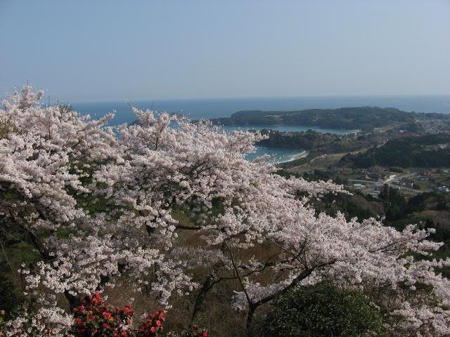 亀山の桜