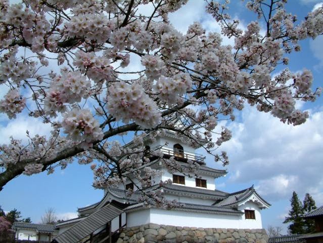 白石城桜まつり